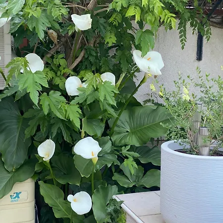 Indépendant Apartamento *